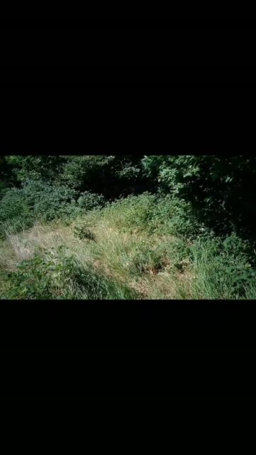 In apicoltura non pensiamo solo alle api, un altro grande impegno che abbiamo è quello di mantenere in ordine gli apiari ed i terreni aziendali, in questo caso la situazione ci era sfuggita un po' di mano... Video parte 1
#apisticamente #montepiano #bluebird #fm2470 #mielebiologicotoscano